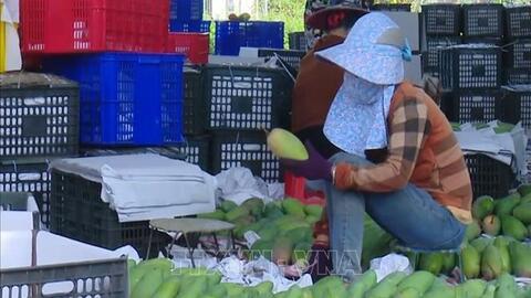 Diễn đàn kinh tế hợp tác, hợp tác xã sẽ diễn ra vào quý III/2020